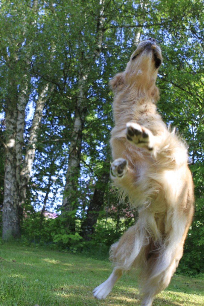 Gun Dog Training Classes Gun Dog Training Classes