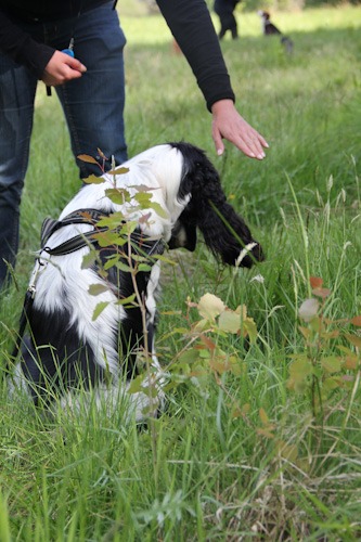 www.retrievingforalloccasions.com