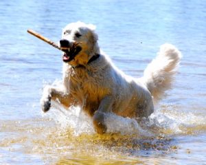 A happy dog responding immideately to the recall signal
