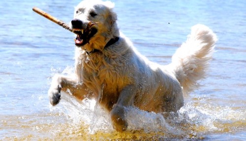 A happy dog responding immideately to the recall signal