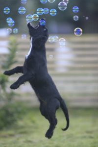 The opposite of flushing training; soap bubble hunting...