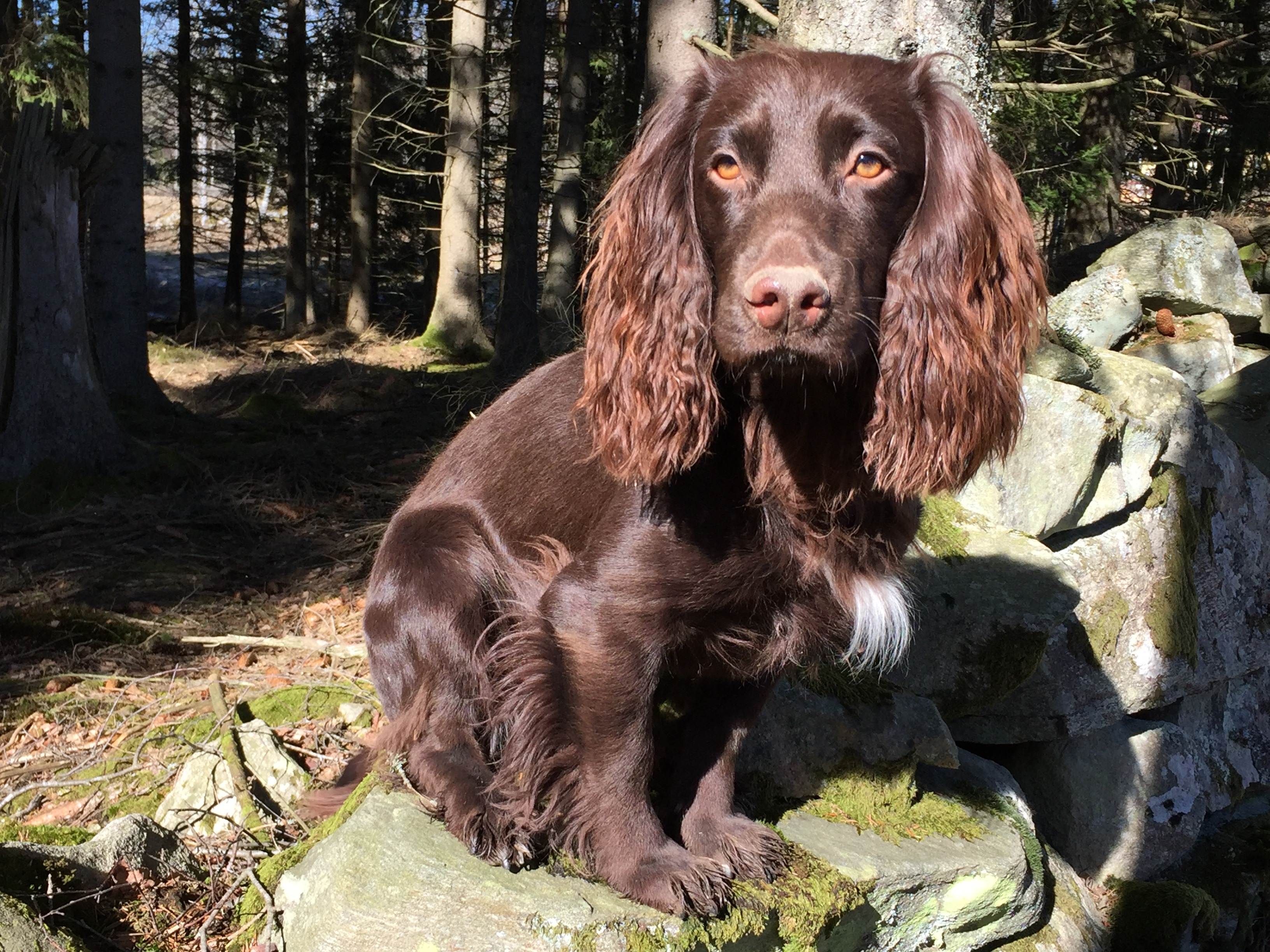 The recall - the road to freedom - Retrieving for All Occasions