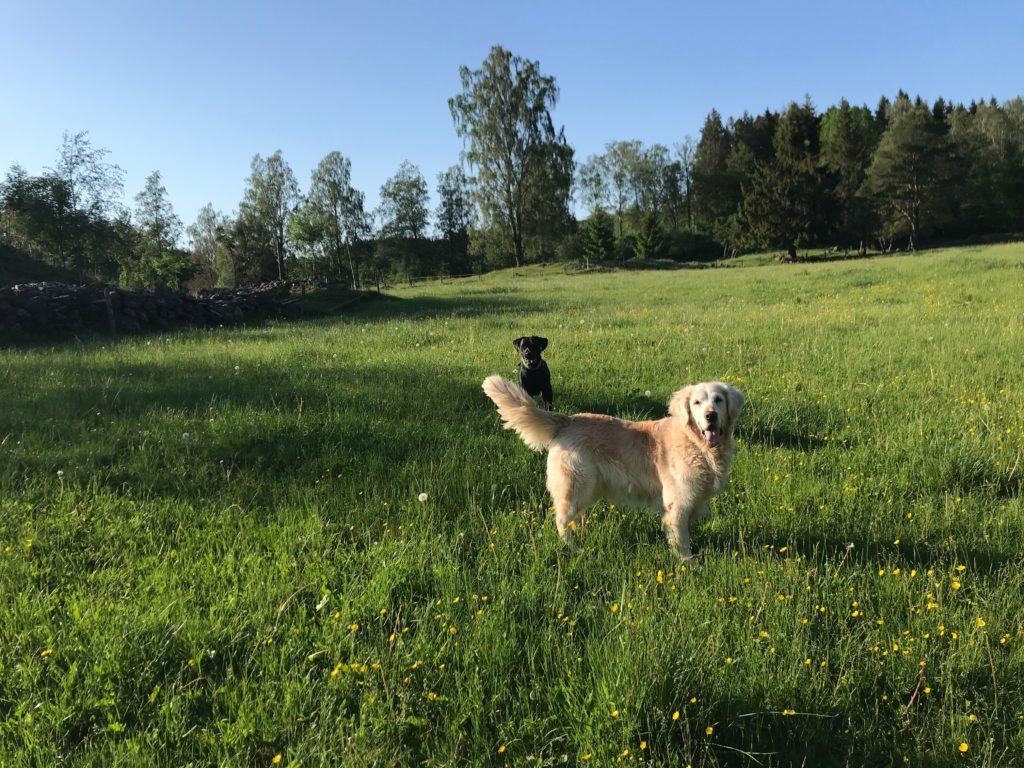 Sitting or standing on the stop whistle? Long or short whistle signal for stop? It doesn't matter as long as you and your dog are in agreement!
